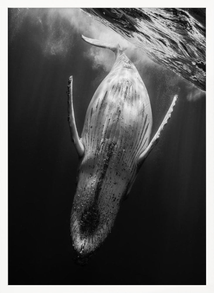 Black & Whale Poster